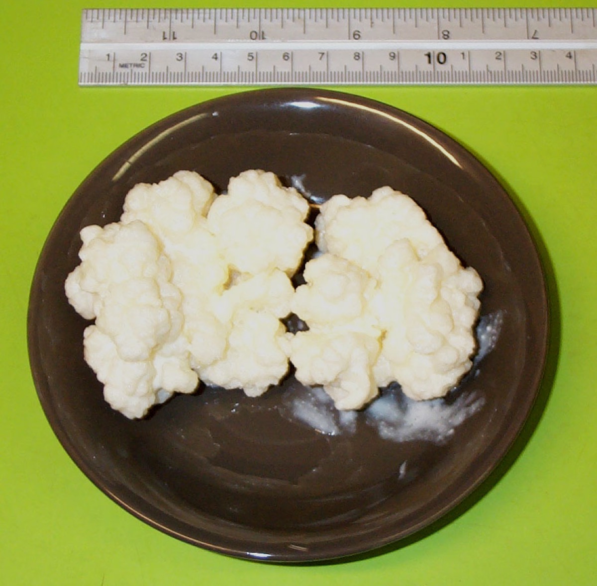 Jar of milk kefir grains